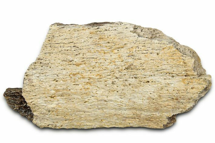 Fossil Tyrannosaur (T rex) Bone Section - Wyoming #328701